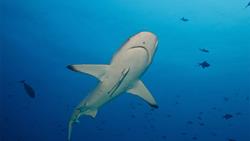 Kuredu Island - Maldives. Dive Centre. Shark diving sites - Kuredu Express.